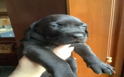 Mixed Breed dogs for sale: Great Weimar puppies  - Image 7