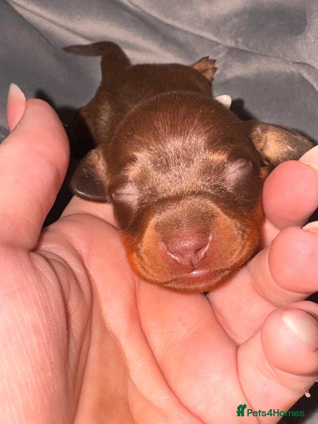 Miniature Dachshund dogs for sale: Because dachshund babies - Advert 30