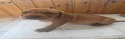 Mixed Breed dogs for sale: ALL REHOMED Vizslador Puppies  - Advert 28