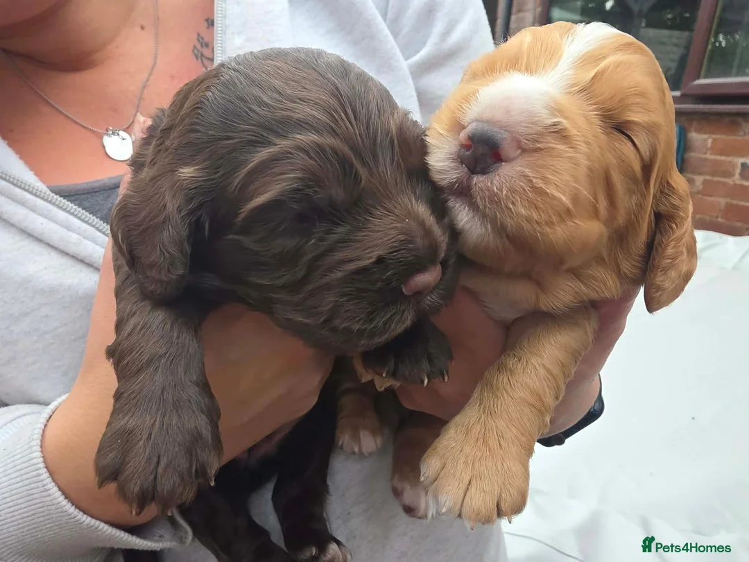 Cocker Spaniel dogs for sale: KC WORKING COCKER SPANIELS in Mansfield - Advert 1