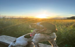 English Springer Spaniel dogs for sale: Working English springer spaniel - Image 7