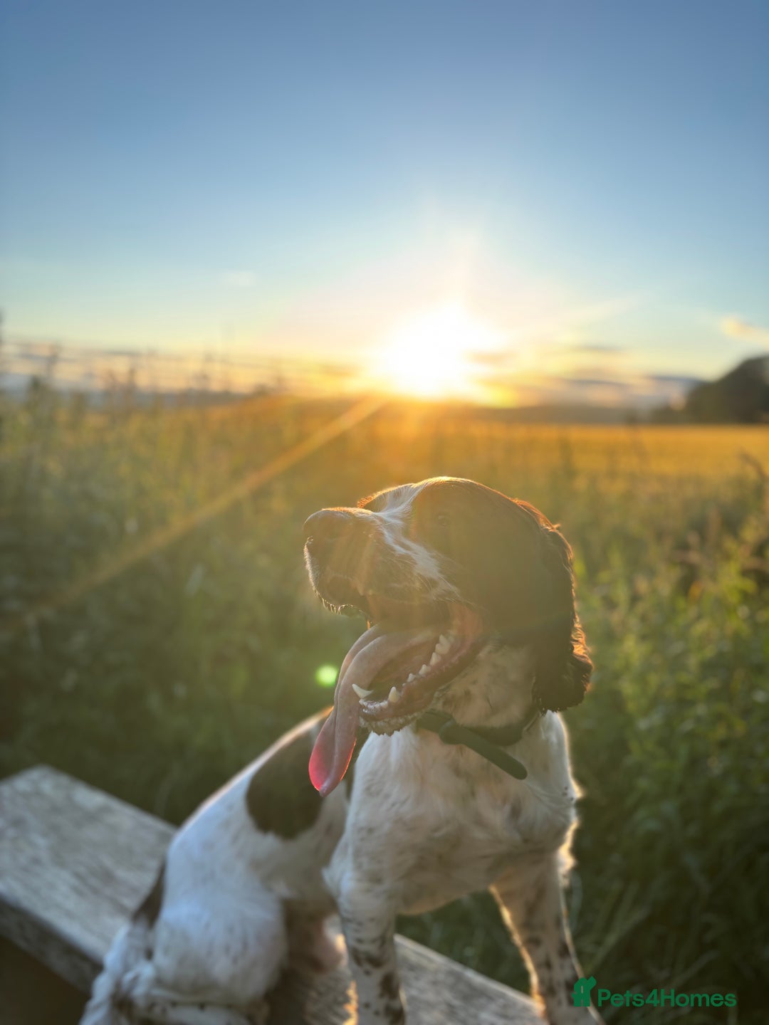 English Springer Spaniel dogs for sale: Working English springer spaniel - Image 7