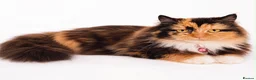 Persian cats for sale: Rare DWARF LEG PERSIANS - Persian Munchkin Minuets - Advert 6