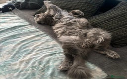 Maine Coon cats for sale: Planned summer babies looking for forever homes - Image 24