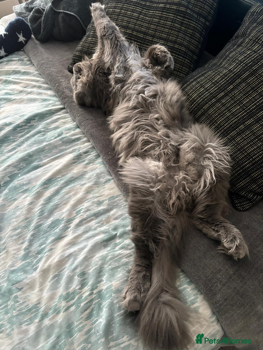 Maine Coon cats for sale: Planned summer babies looking for forever homes - Image 24