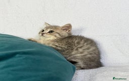 British Shorthair cats for sale: 🐾 Purebred BSH kittens🐾 - Image 8
