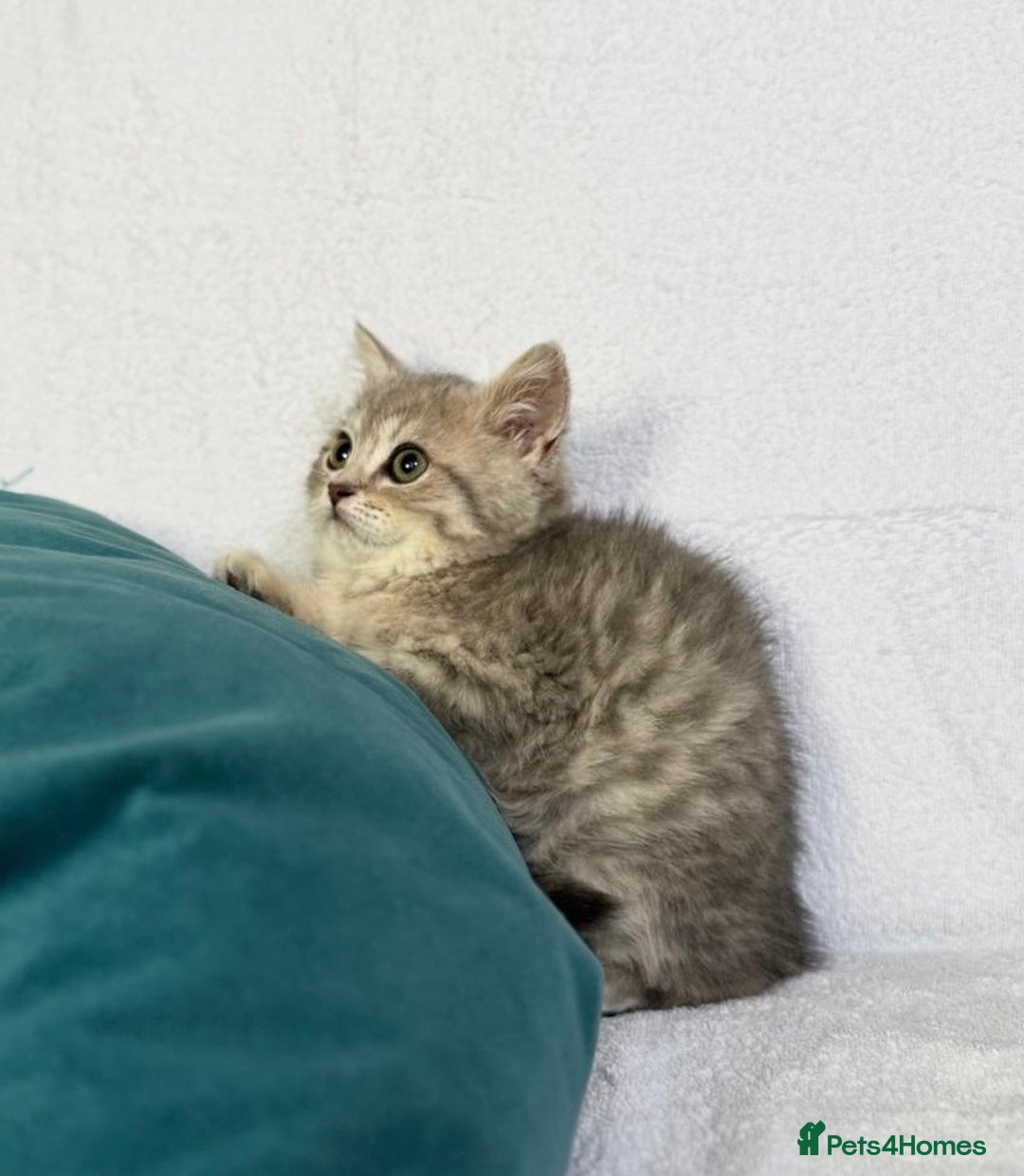 British Shorthair cats for sale: 🐾 Purebred BSH kittens🐾 - Image 8