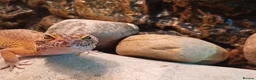Leopard Gecko reptiles for sale: Female leopard gecko  - Advert 1