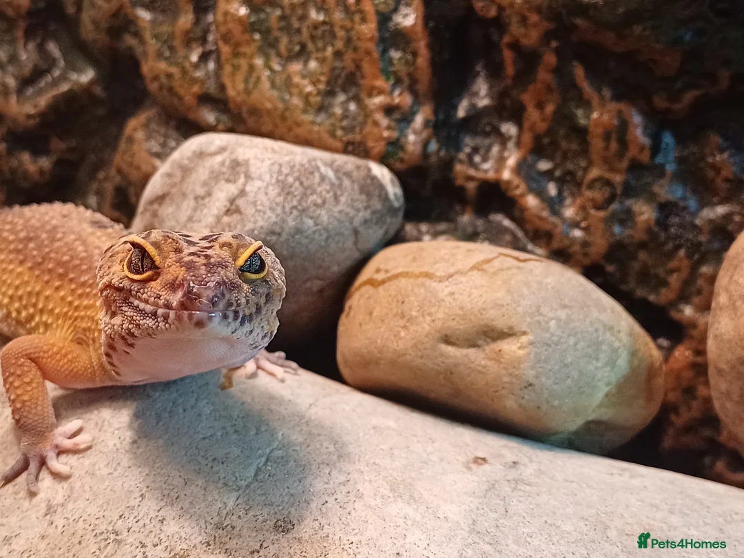 Leopard Gecko reptiles for sale: Female leopard gecko  - Advert 1