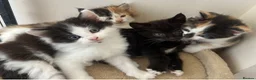 Mixed Breed cats for sale: *ONLY ONE LEFT* Happy, friendly litter of Kittens - Advert 11