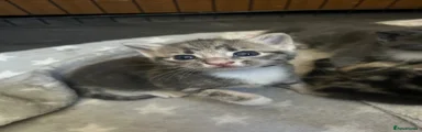 Mixed Breed Kitten 3