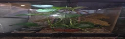 Gecko reptiles for sale: giant Madagascan day Gecko - Advert 9