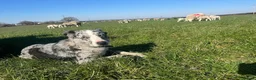 Border Collie dogs for sale: 7 Gorgeous Grey Merle Puppies  in Flint - Advert 4