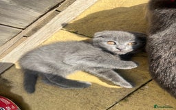 Scottish Fold cats for sale: Scottish-fold Kittens   - Image 21