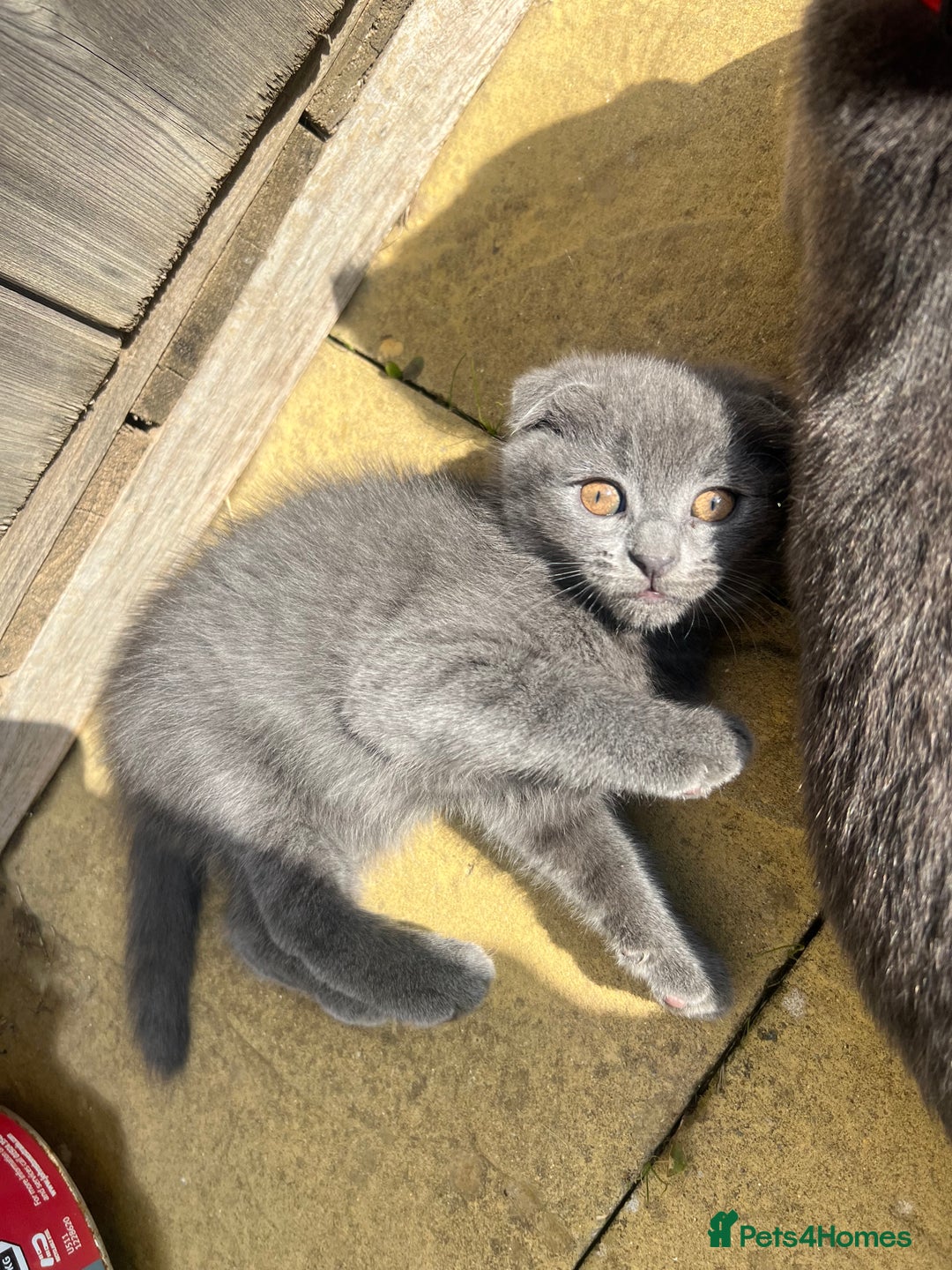 Scottish Fold cats for sale: Scottish-fold Kittens   - Image 21