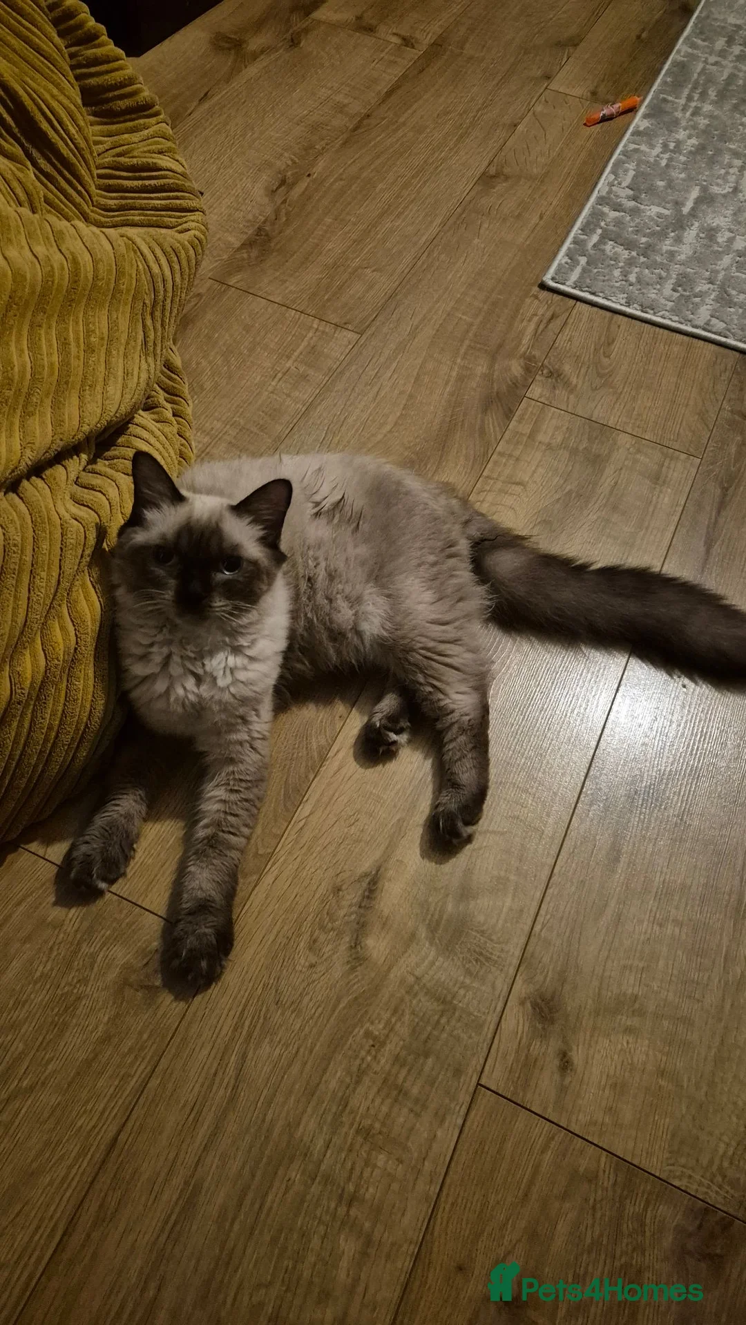 Ragdoll cats for sale: Chocolate point ragdoll in Dagenham - Advert 3