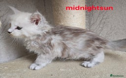 Maine Coon cats for sale: RARE Maine Coon Kittens Black Shaded  - Image 11