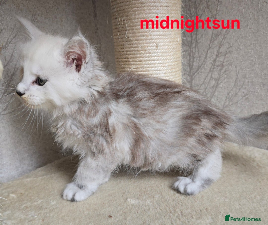 Maine Coon cats for sale: RARE Maine Coon Kittens Black Shaded  - Image 11