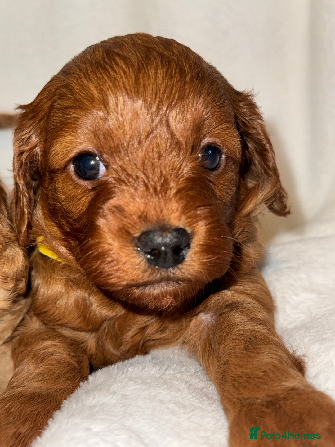 Cavapoo dogs for sale: 4 Gorgeous f1 Cavapoo’s. Parents health tested - Advert 11