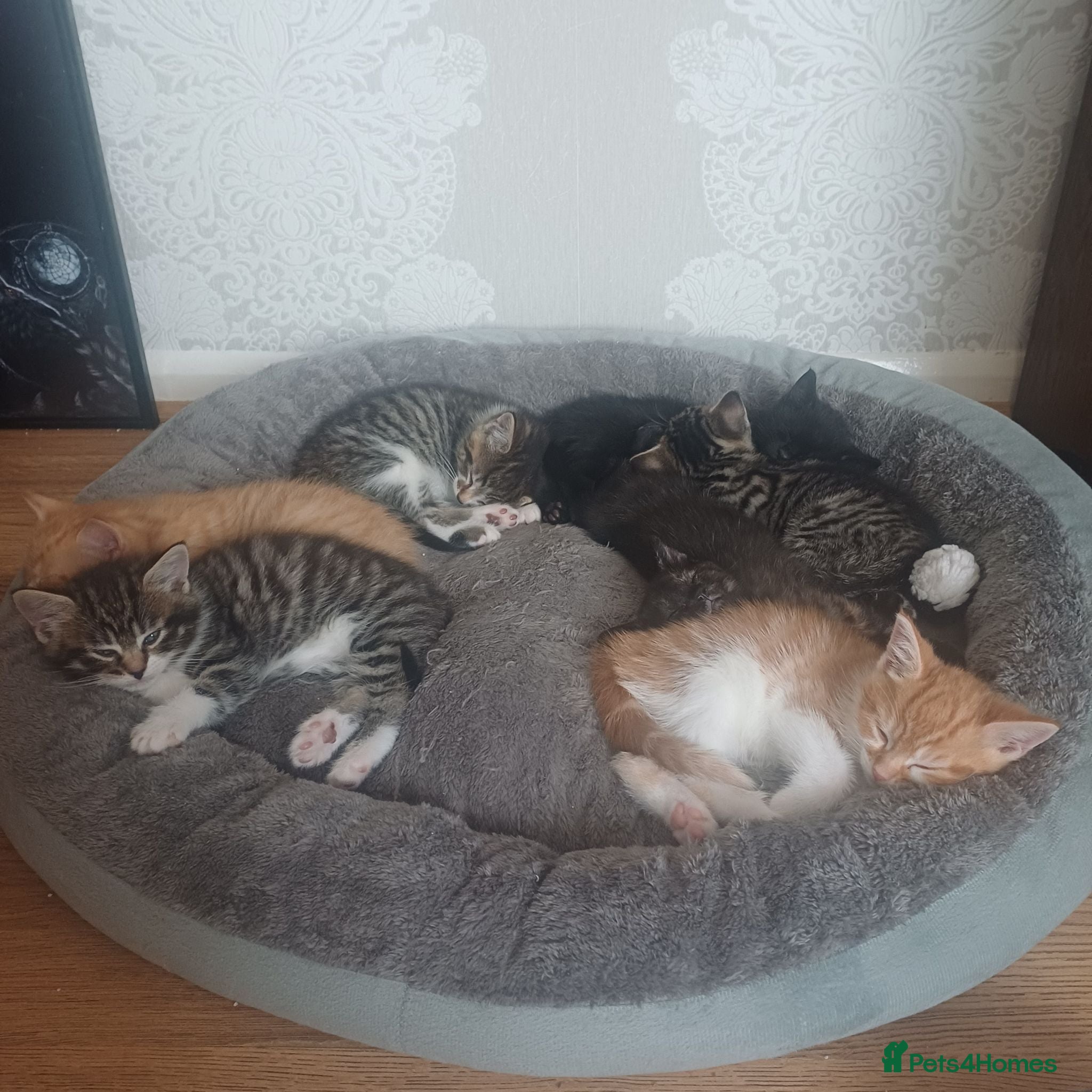 Mixed Breed cats Wonderful Kittens🥰🥰🥰 - Advert 18