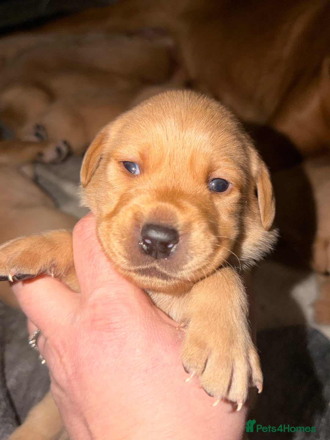 Labrador Retriever dogs for sale: Fox Red Labrador pups  - Advert 1