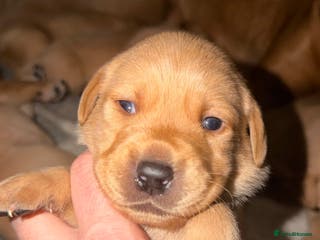 Labrador Retriever dogs Fox Red Labrador pups - Advert 7
