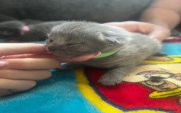 Persian cats for sale: Persian kittens  - Image 10