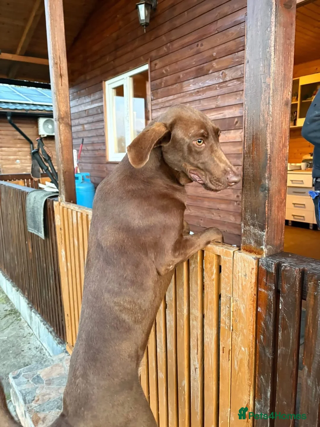 Pointer dogs for adoption: Natalie - Norwich Norfolk  - Advert 12