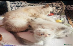 Persian cats for sale: 2 male 4 female  - Image 4