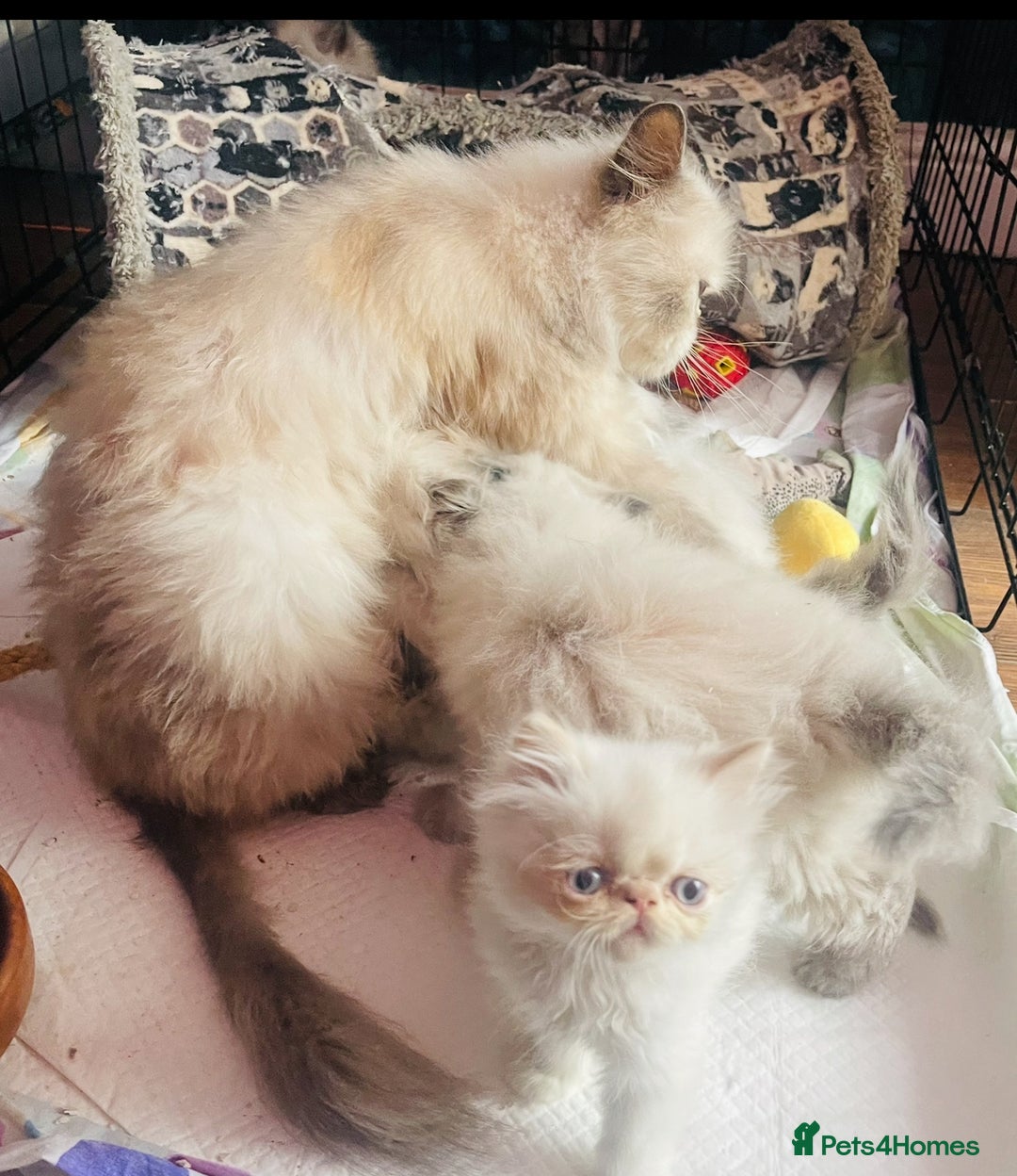 Persian cats for sale: 2 male 4 female  - Image 4