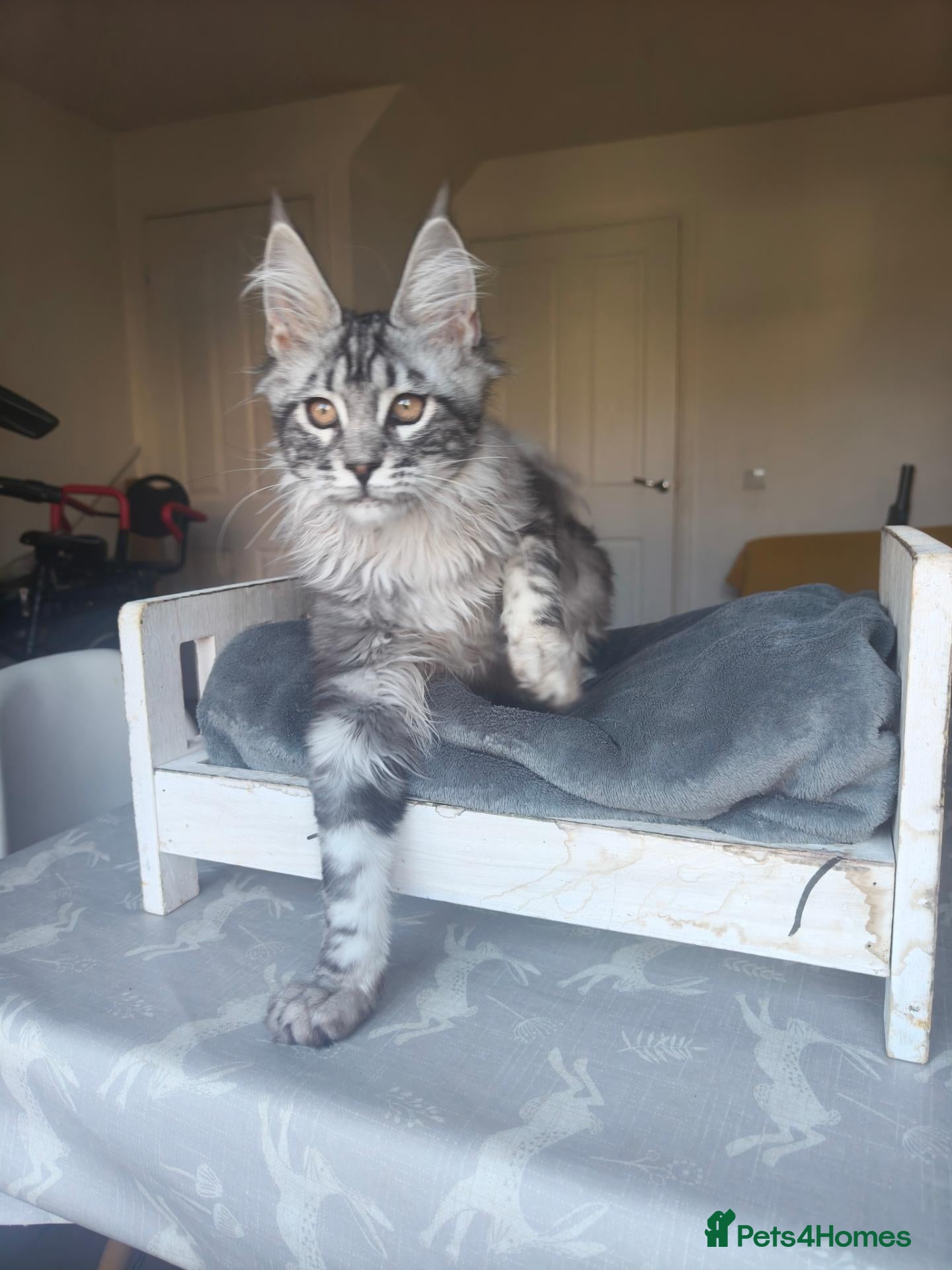 Maine Coon cats ready now  STUNNING TICA MAINE COON KITTENS - Advert 2