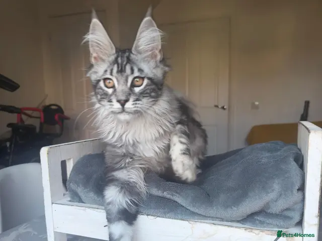 Maine Coon cats for sale: ready now STUNNING TICA MAINE COON KITTENS - Advert 2