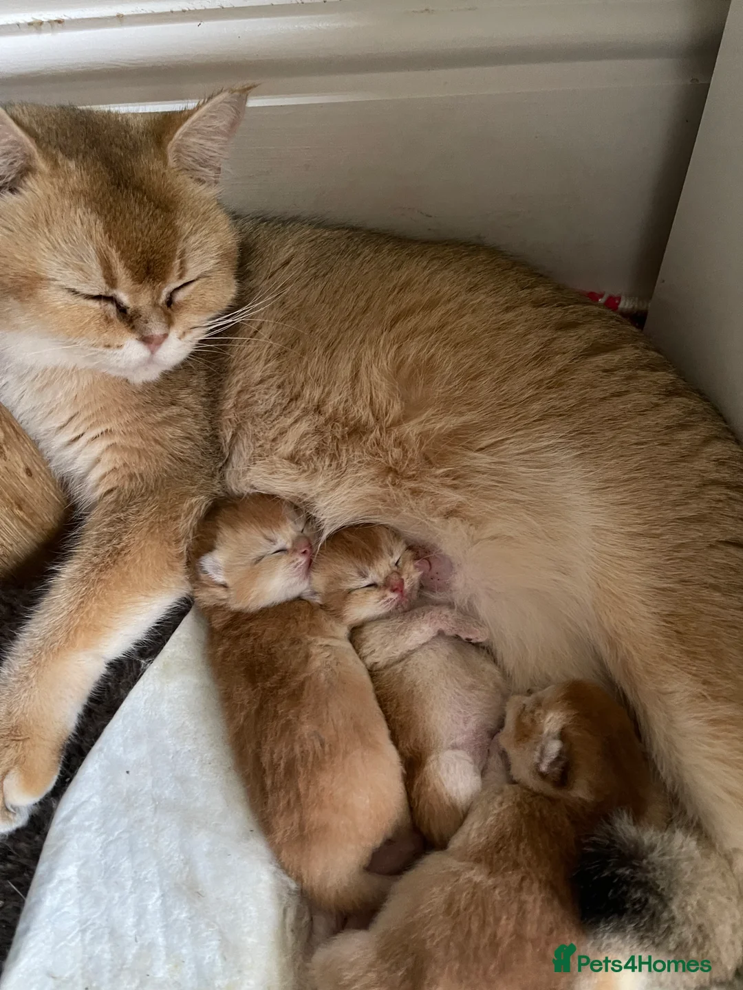 Scottish Fold cats for sale: SALE ! LUXURY GOLDEN CHINCHILLA  SCOTTISH FOLD KIT - Advert 15