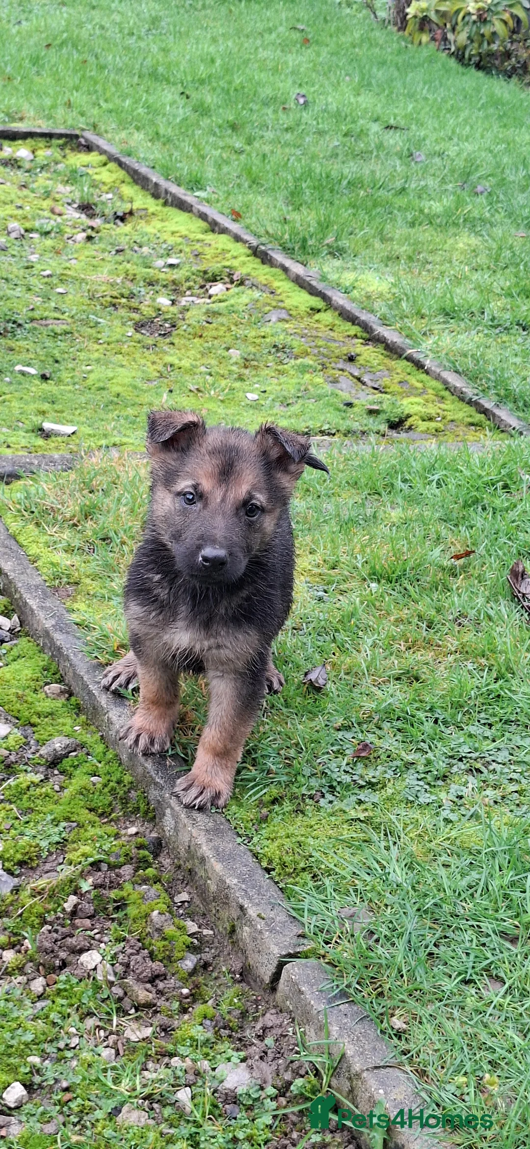 Mixed Breed dogs for sale: Beautiful Belguim Malinois puppies  - Advert 4