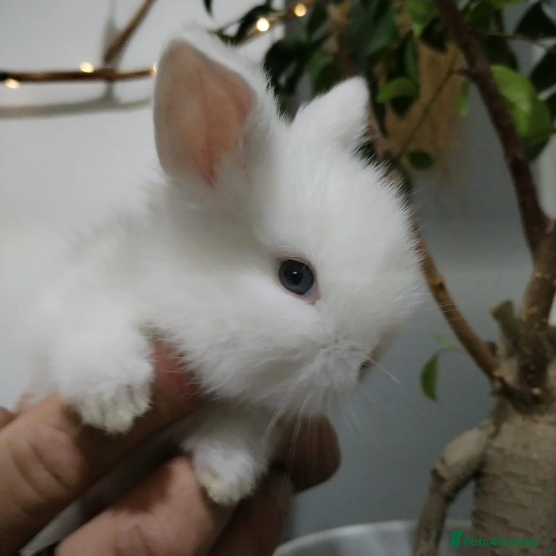 Lionhead rabbits for sale: Pure Breed Fluffy Double Mained LionHead Kits - Advert 3