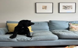 Cockapoo dogs for sale: Exceptional cockapoo pups- 1 Boy, 1 Girl left!! - Image 8