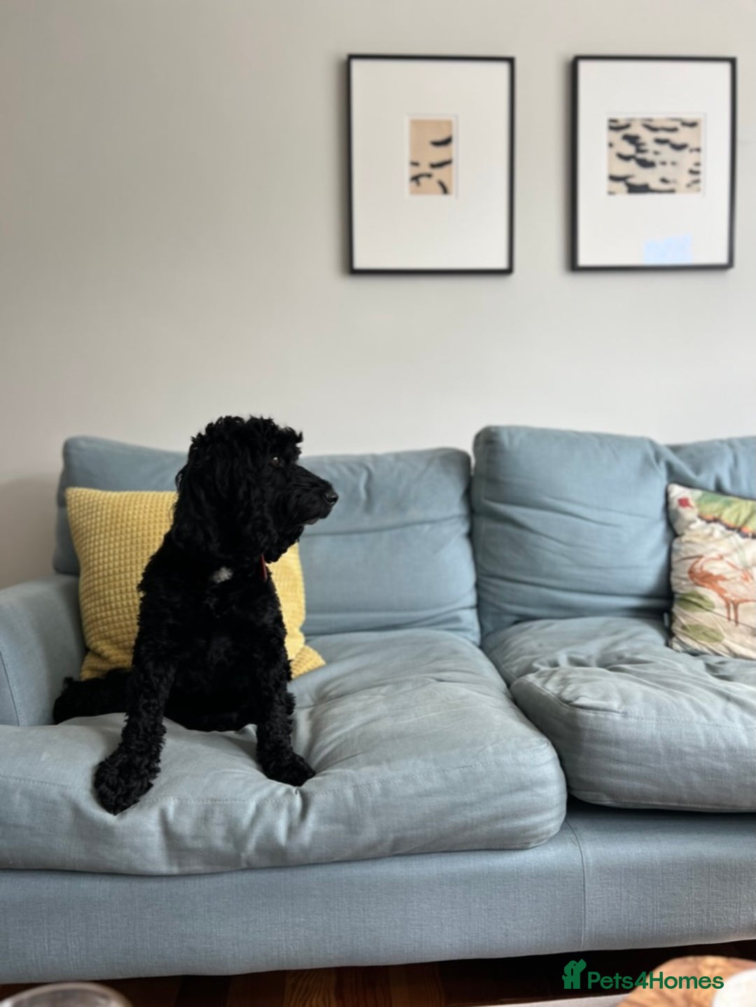 Cockapoo dogs for sale: Exceptional cockapoo pups- 1 Boy, 1 Girl left!! - Image 8