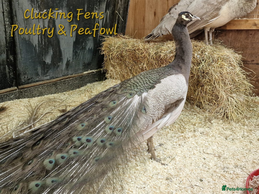 Peafowl poultry for sale: Peafowl Breeding stock for rehome - Image 9