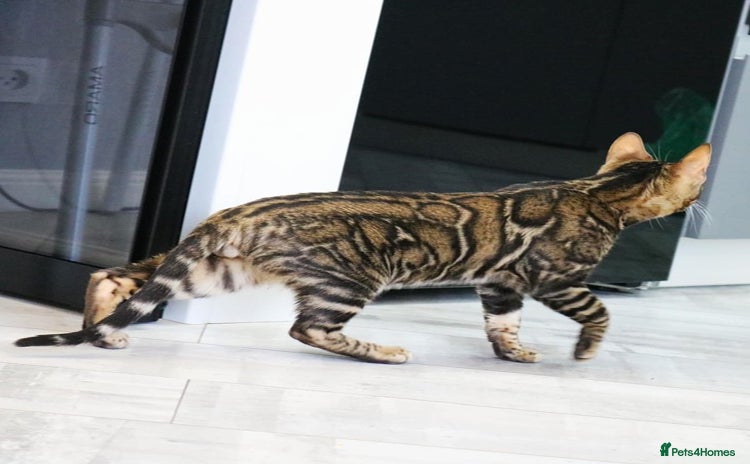 Bengal cats in Nelson - Advert 15