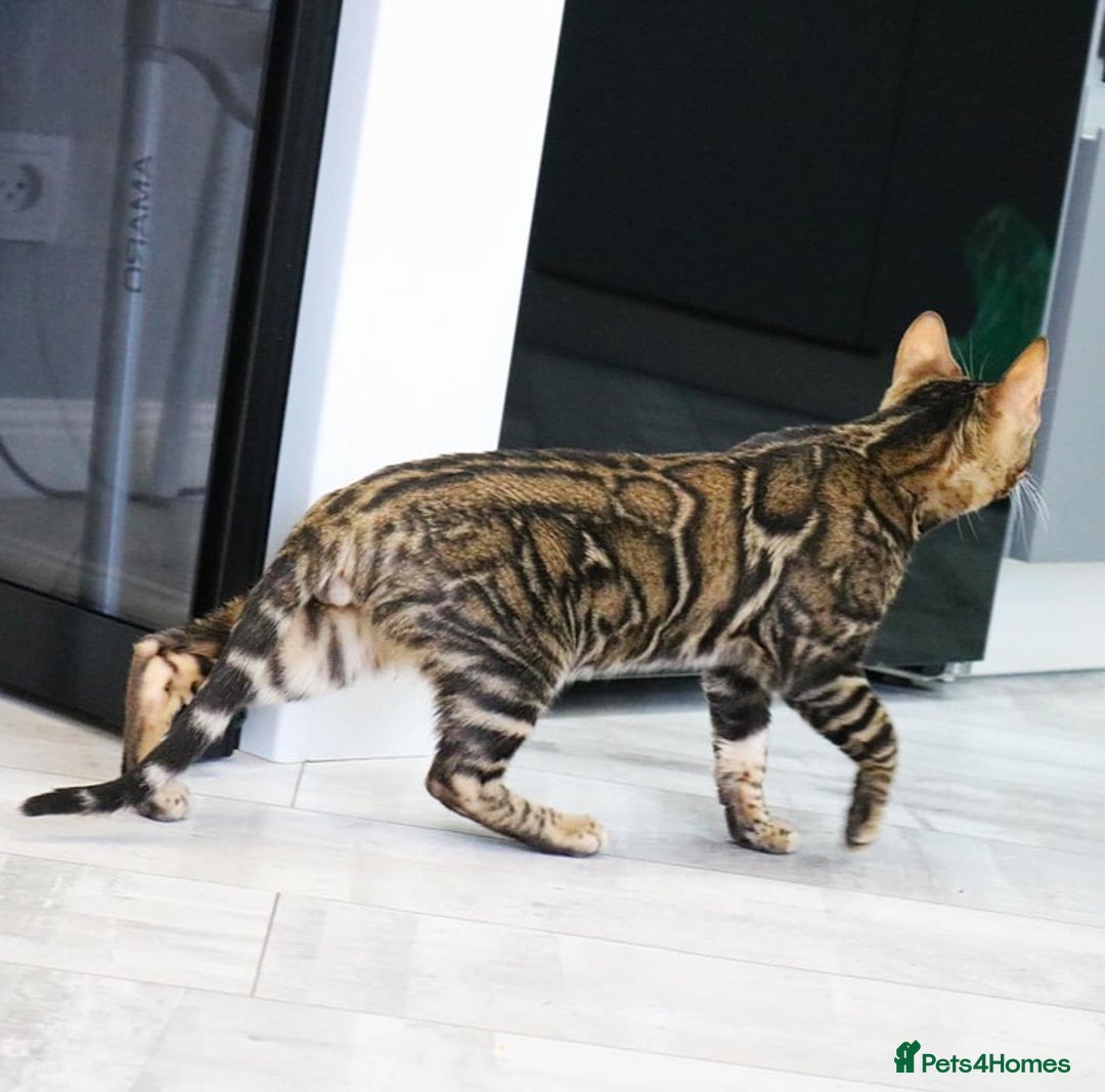 Bengal cats for sale: Import Bloodline Snow & Brown Clouded Bengals in Nelson - Advert 7