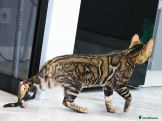 Bengal cats in Nelson - Advert 36