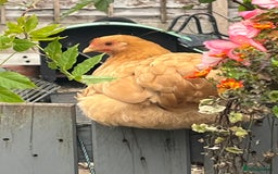 Chickens poultry for sale: 💕Bantam Pekins for sale 2025 birds 💕 - Image 5
