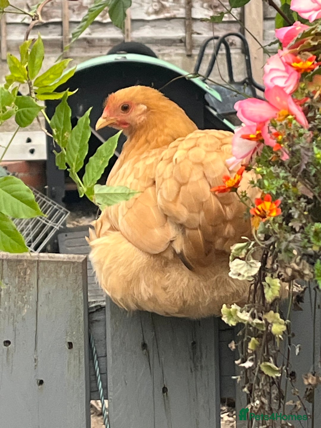 Chickens poultry for sale: 💕Bantam Pekins for sale 2025 birds 💕 - Image 5