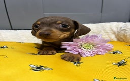 Miniature Dachshund dogs for sale: Min dachshund looking for their forever 🏡 - Image 10