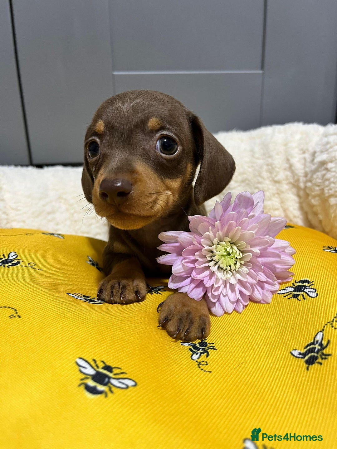 Miniature Dachshund dogs for sale: Min dachshund looking for their forever 🏡 - Image 10