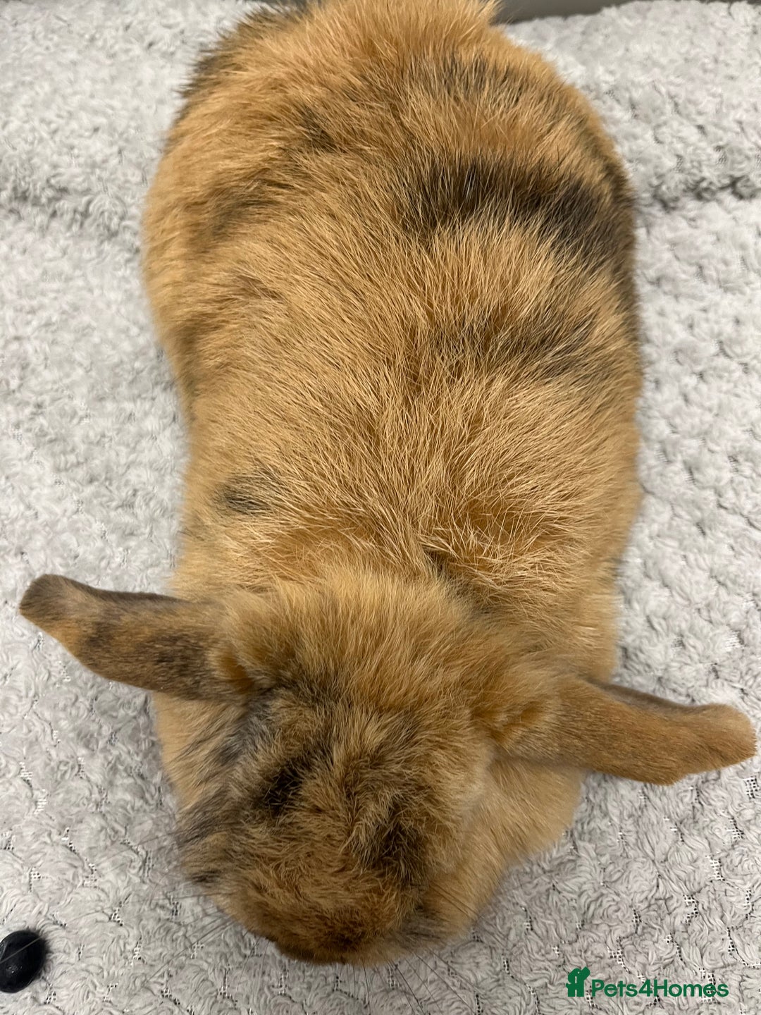 Mini Lop rabbits for sale: Beautiful Golden Harlequin Doe - Advert 4