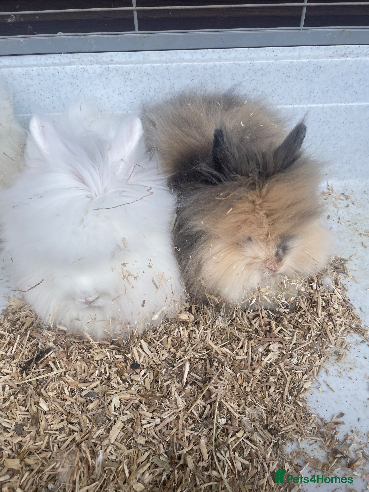Lionhead rabbits Gorgeous Double Lionhead Bunnies  - Advert 1