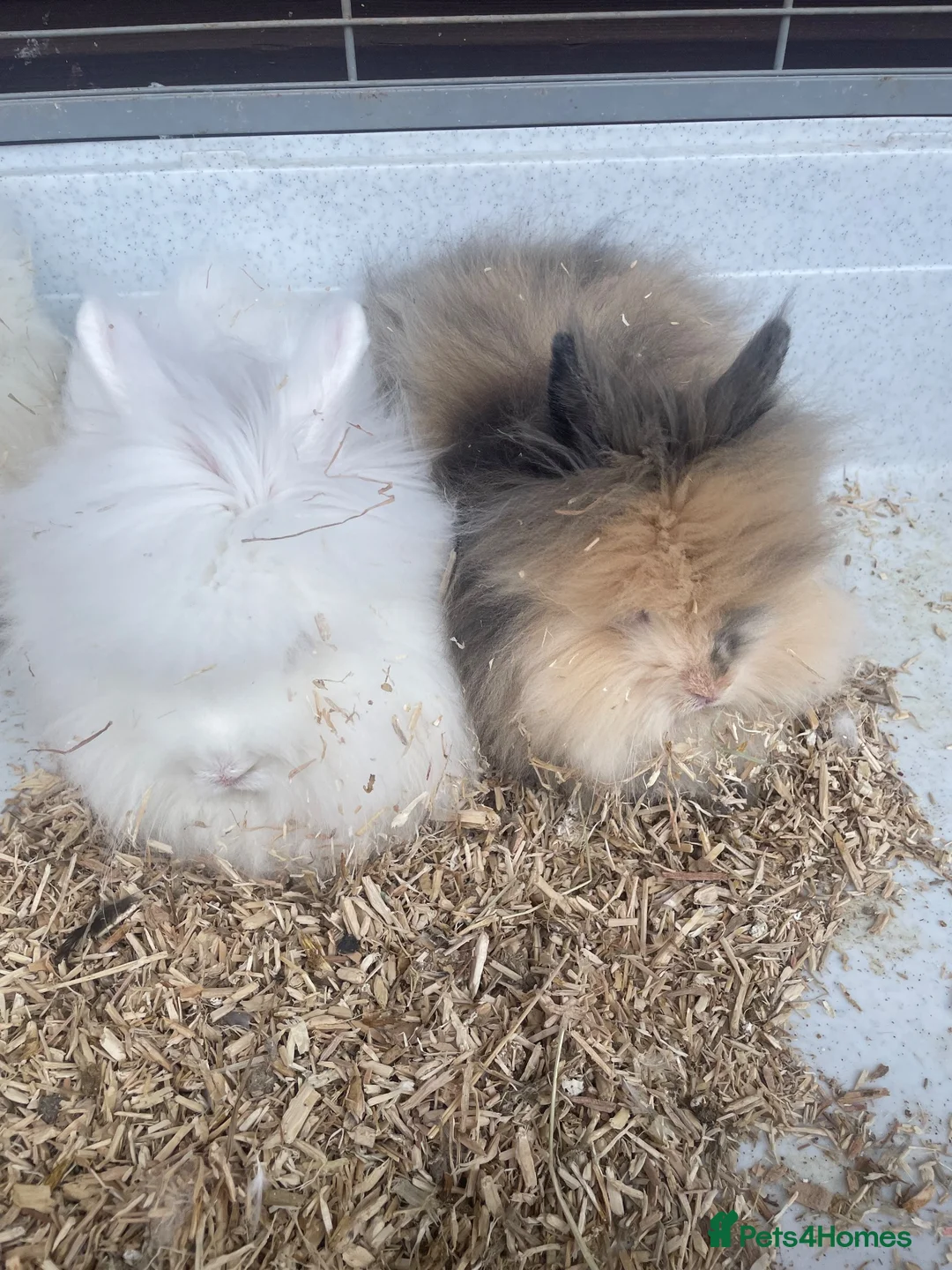 Lionhead rabbits for sale: Gorgeous Double Lionhead Bunnies  - Advert 1