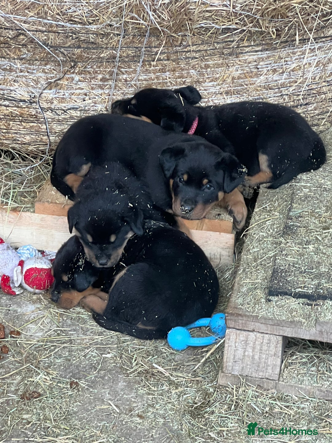 Rottweiler dogs for sale: Rottie puppies - Advert 2