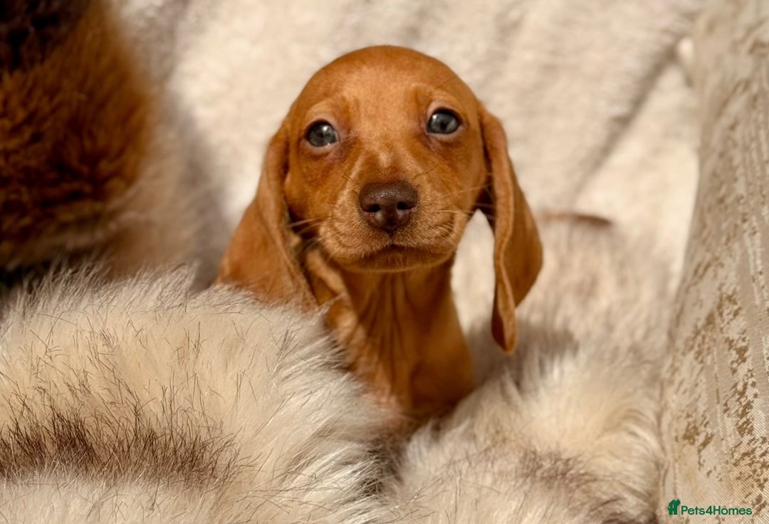 Miniature Dachshund dogs for sale: READY TO LEAVE Rainbow KC Reg Miniature Dachshunds - Image 38